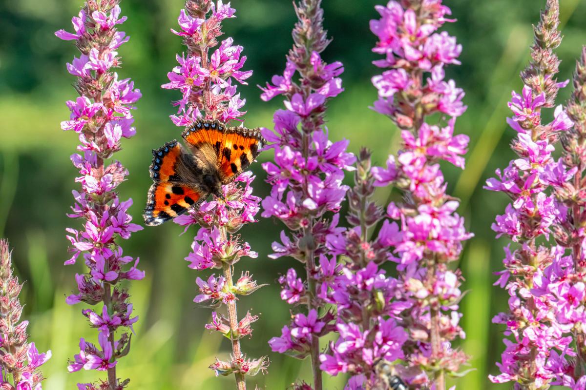 Ce plante nu ar trebui să fie plantate în curte