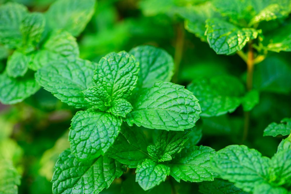 Ce plante nu ar trebui să fie plantate în curte