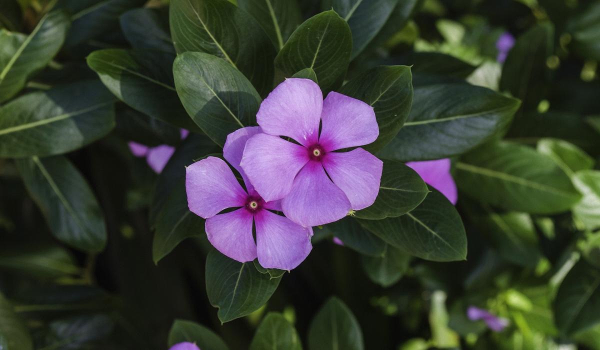 Ce plante nu ar trebui să fie plantate în curte