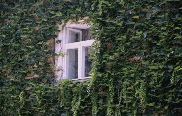 Ce plante nu ar trebui să fie plantate în curte