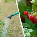 4 cele mai bune îngrășăminte pentru zmeură în primăvară: o