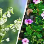 Aceste 7 plante perene arată frumos, dar nu le plantați: