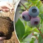 De ce se ofilesc afinele și cum să le salvăm: