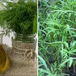 Mărarul va crește "peria" groasă: o infuzie de un ingredient