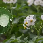 O tonă de cartofi de la un hectar: o metodă