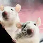 Șobolanii se tem de un singur produs: o modalitate ușoară