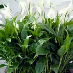 spathiphyllum-va-prospera-timp-de-ani-de-zile-gradinarii-va.webp.webp